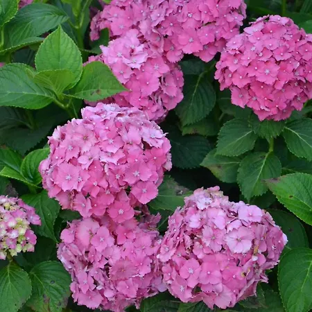 Bed & Breakfast Quinta D'avo Amelia 4*