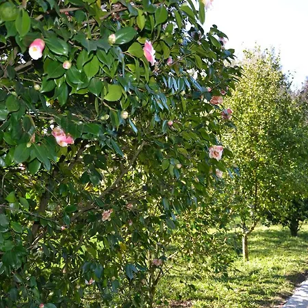 Quinta D'avo Amelia *