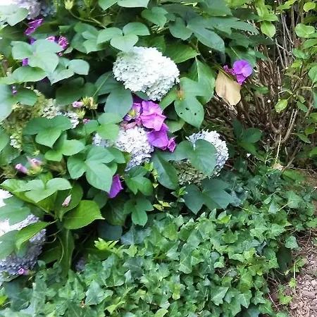 Quinta D'avo Amelia Alquerubim