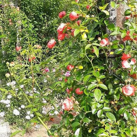 Bed & Breakfast Quinta D'avo Amelia 4*