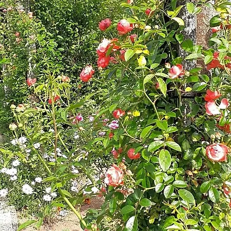 B&B Quinta D'avo Amelia Alquerubim
