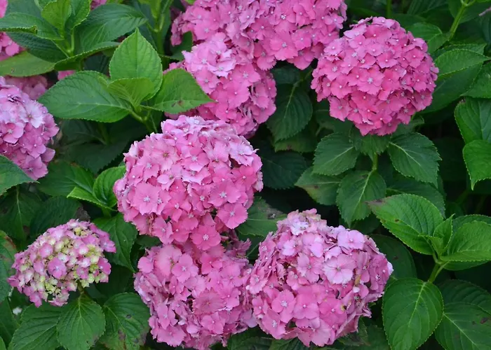 Bed & Breakfast Quinta D'avo Amelia 4*