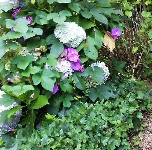 Quinta D'avo Amelia Alquerubim