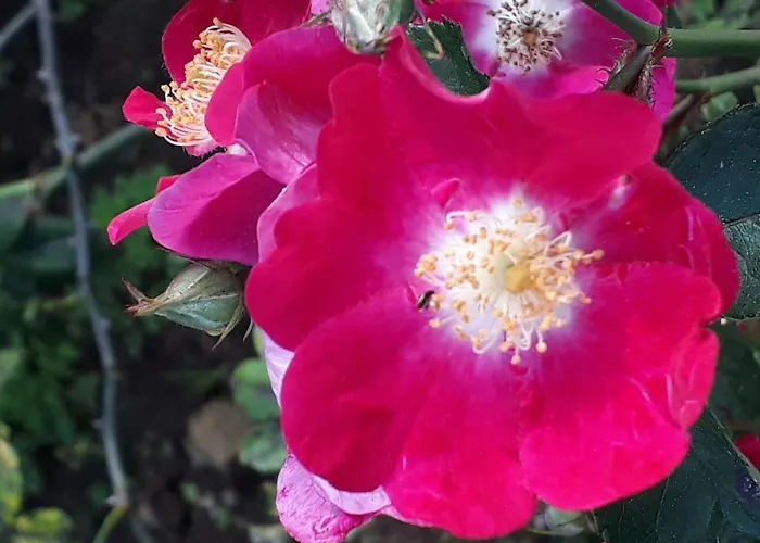 Bed & Breakfast Quinta D'avo Amelia 4*