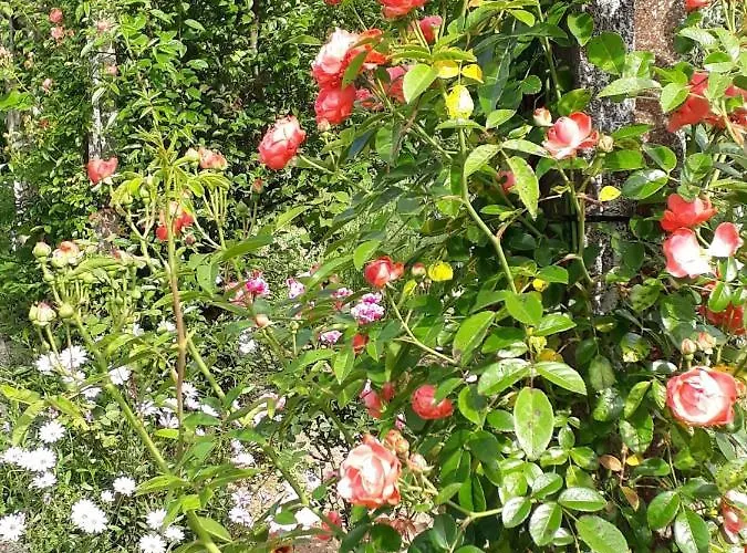 Bed & Breakfast Quinta D'avo Amelia 4*